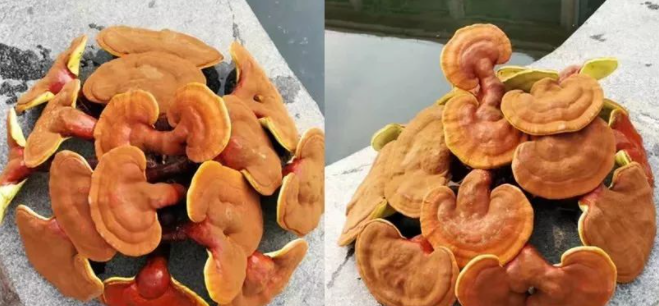 一味成方泰山灵芝尹涛:新鲜灵芝怎么保存好?