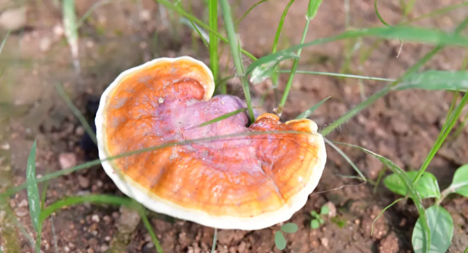 灵芝的功效：冬病夏治，灵芝孢子粉和孢子油协同调理更高效