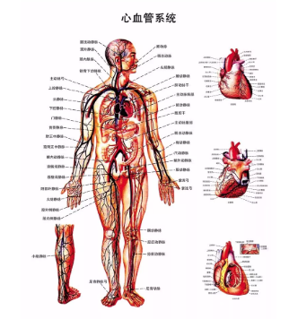 关于灵芝孢子油药理作用的论述