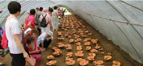 【风险提示】选择灵芝产品，警惕“会销”骗局