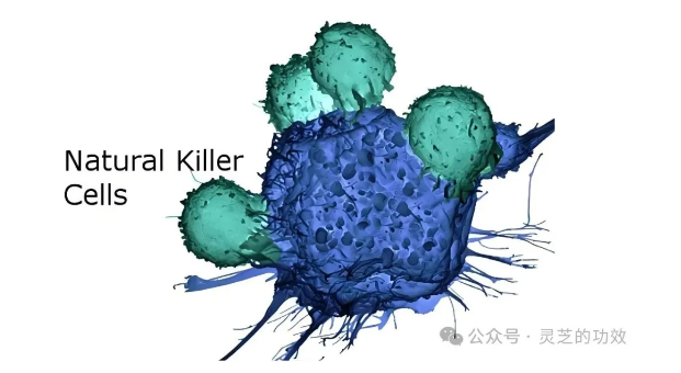灵芝孢子油:激发人体抗癌卫士NK细胞活性,守护健康防线! 灵芝孢子油:激发人体抗癌卫士NK细胞活性,守护健康防线!