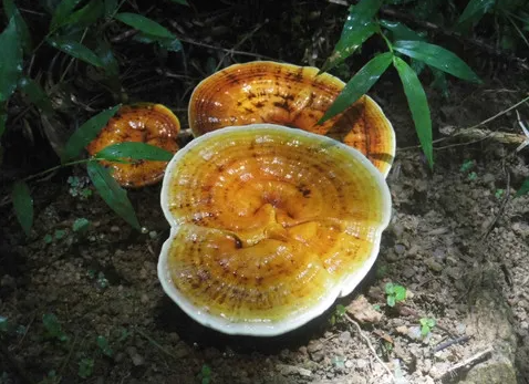 头道灵芝孢子粉是怎么回事？真的存在吗？