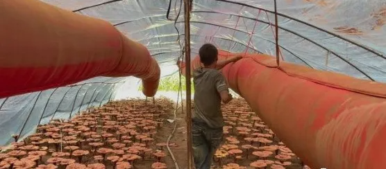 灵芝孢子粉的原料内幕！千万别吃错