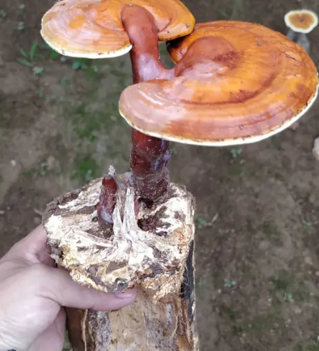 灵芝孢子油的价格差异比孢子粉更悬殊！警惕孢子油低价陷阱