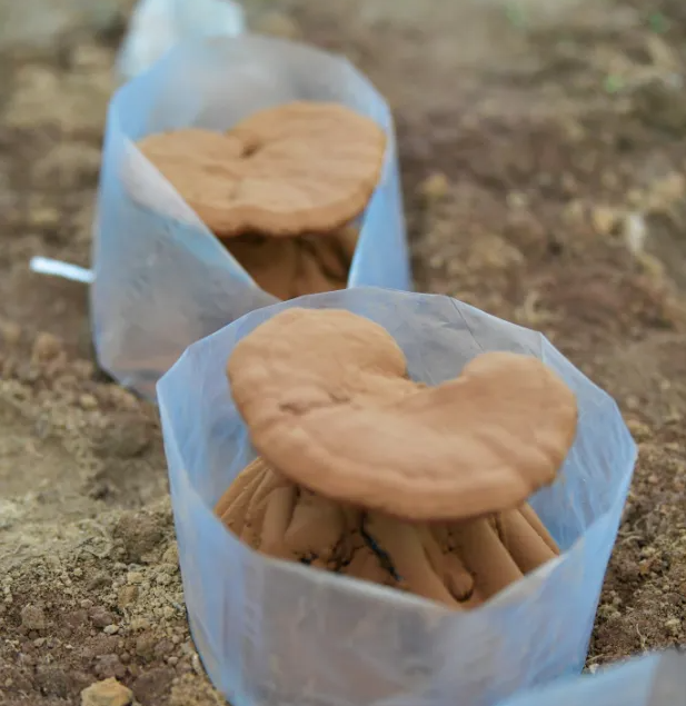 灵芝孢子油的价格差异比孢子粉更悬殊！警惕孢子油低价陷阱