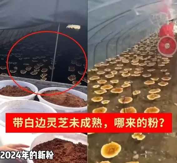 7月灵芝还未喷粉，就有新粉上市了？警惕老粉新卖、旧粉清仓！！！