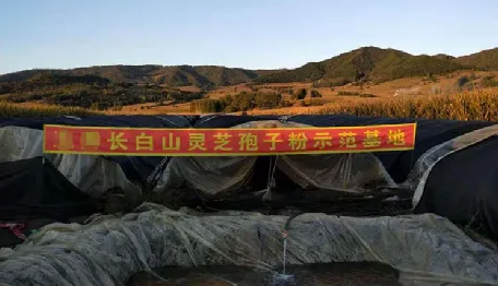 7月灵芝还未喷粉，就有新粉上市了？警惕老粉新卖、旧粉清仓！！！