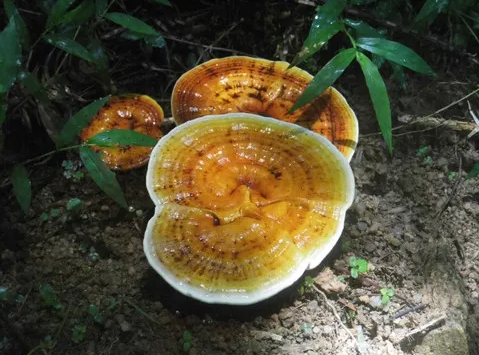 头道灵芝孢子粉是怎么回事？原来被骗了