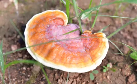 什么是“反季节灵芝”？反季节灵芝孢子粉能吃吗？