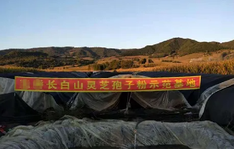 什么是“反季节灵芝”？反季节灵芝孢子粉能吃吗？