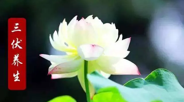 “三伏天”养生，吃灵芝孢子油养肝护肝