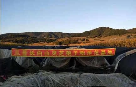 7月就收粉上市，这违背自然规律的灵芝孢子粉背后有哪些内幕？