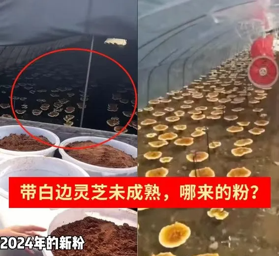 7月灵芝还未喷粉，就有新粉上市了？警惕老粉新卖、旧粉清仓！