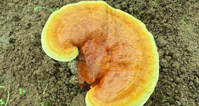 7月就收粉上市,这违背自然规律的灵芝孢子粉背后有哪些内幕? 7月就收粉上市,这违背自然规律的灵芝孢子粉背后有哪些内幕?