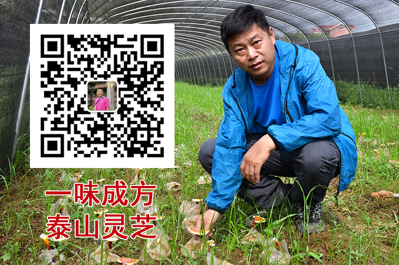 活雪泰山灵芝尹涛:灵芝为什么也被列为“药食同源”物质?