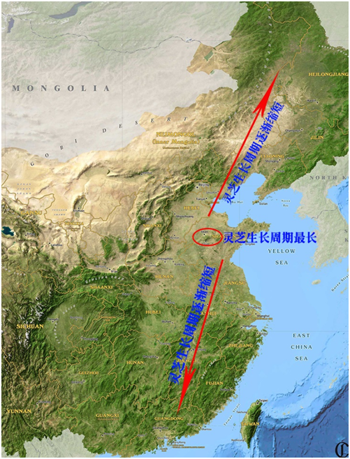 活雪尹涛:为什么泰山灵芝生长周期长,功效与作用更好?