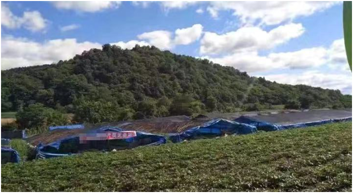 活雪泰山灵芝尹涛:灵芝孢子粉市场那些假冒伪劣扰乱市场的行为