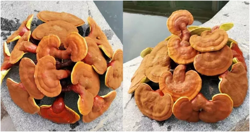 一味成方尹涛:新鲜灵芝该怎么保存?