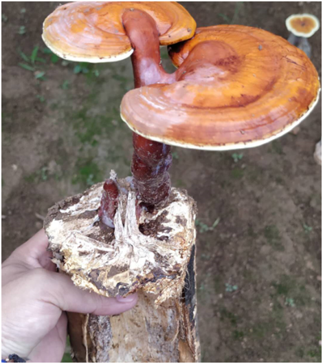 一味成方灵芝尹涛:灵芝培育方式不同,灵芝孢子粉的价格也会不同