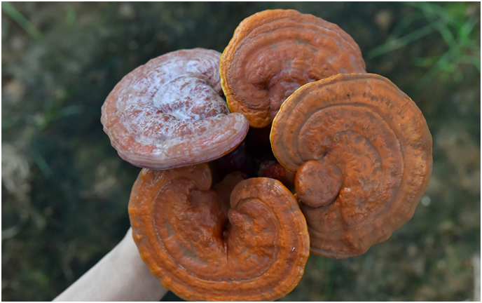 一味成方泰山灵芝尹涛:为什么鲜灵芝比干灵芝更受欢迎?