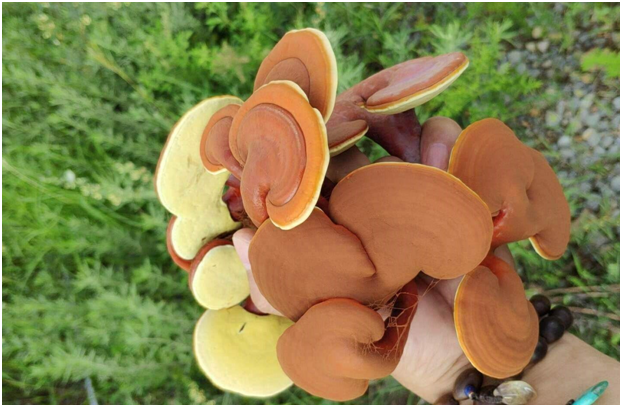 泰山灵芝尹涛:鲜灵芝如何储存?如何食用?