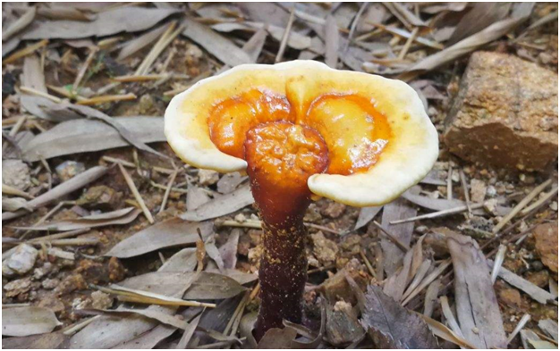 泰山之大,为什么一味成方泰山灵芝基地选址泰山深山桃花峪