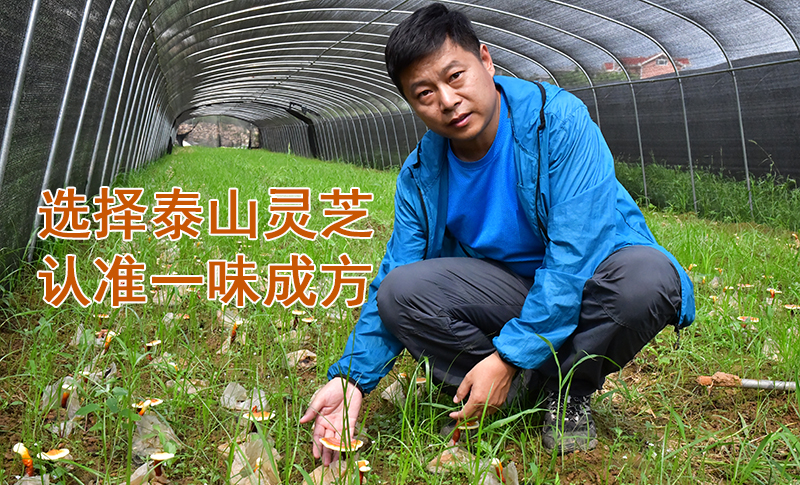 同样是在泰山培育灵芝,为什么一味成方的灵芝品质更好?