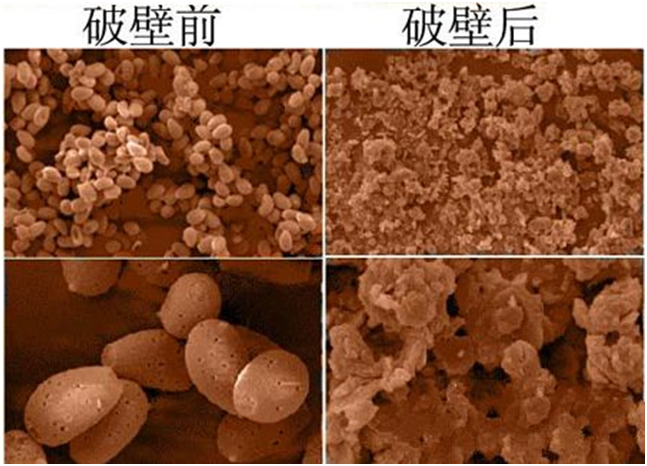 一味成方尹涛:灵芝孢子粉破壁里的门道儿