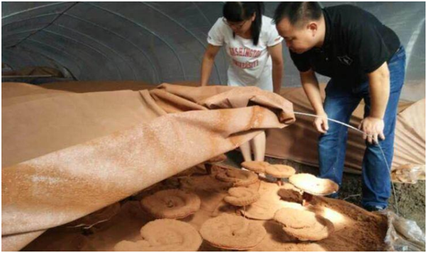 农户自产自销的灵芝孢子粉品质可信吗?