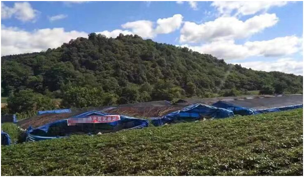 自产自销是农户灵芝孢子粉低价的原因吗?