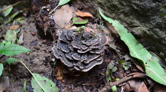 泰山灵芝尹涛:并不是所有野生灵芝都可以食用