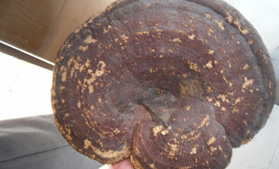 一味成方尹涛:为什么真正的野生灵芝不建议食用?