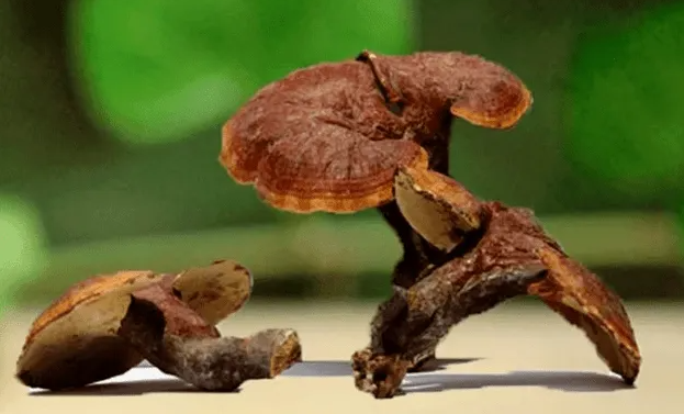 仿野生培育下,谁更能代表泰山灵芝?