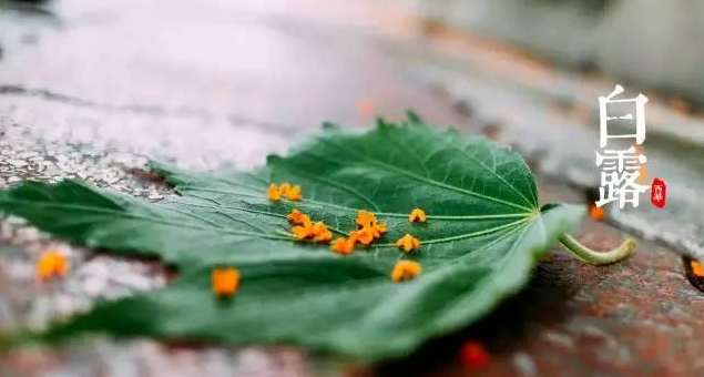 一味成方:秋风生白露,灵芝养君身