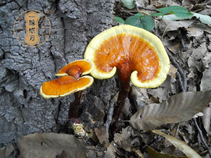 一味成方尹涛:千年灵芝存在吗?