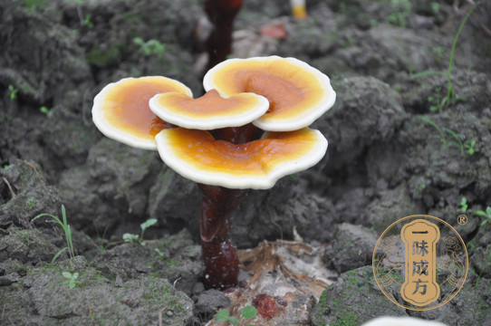 一味成方尹涛:吃灵芝孢子粉能药到病除吗?