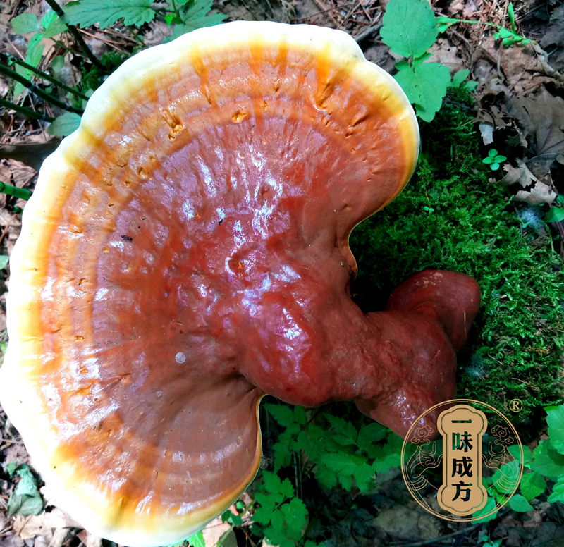 一味成方尹涛:灵芝菌丝体比灵芝孢子粉好吗?