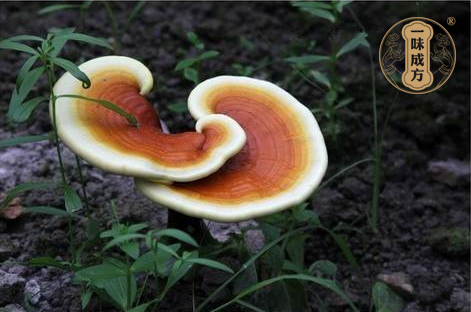 一味成方尹涛:灵芝孢子粉功效与作用的主要成分是什么?