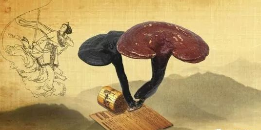 一味成方尹涛:在灵芝文化中,为什么泰山灵芝被视为中华灵芝之源