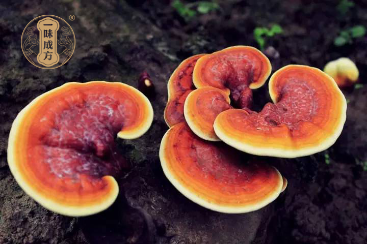 一味成方:人工种植与野生栽培灵芝有何区别?