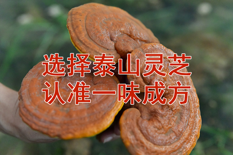 尹涛：灵芝菌丝体比灵芝孢子粉好吗？