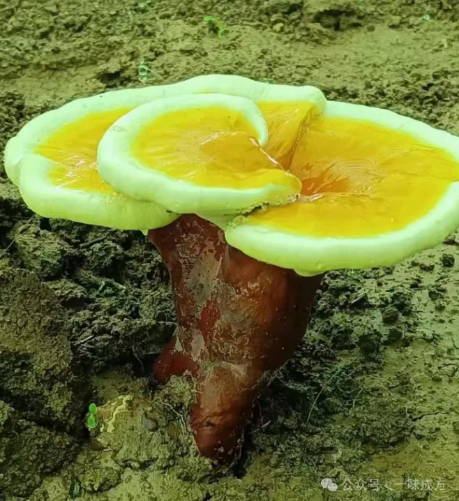 为什么专家更建议灵芝孢子粉和孢子油搭配着吃?
