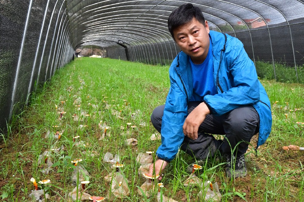 一味成方尹涛:调免疫、助睡眠、止咳平喘...灵芝还有多少好处?