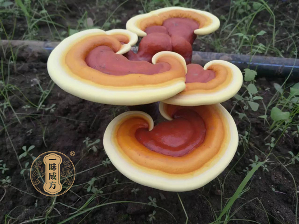 林志彬:灵芝有这10大功效