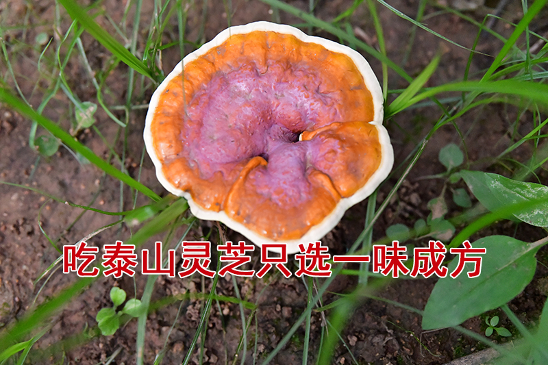 一味成方:这个时间醒来比失眠更可怕!灵芝可以帮您养心养肺,一夜到天明
