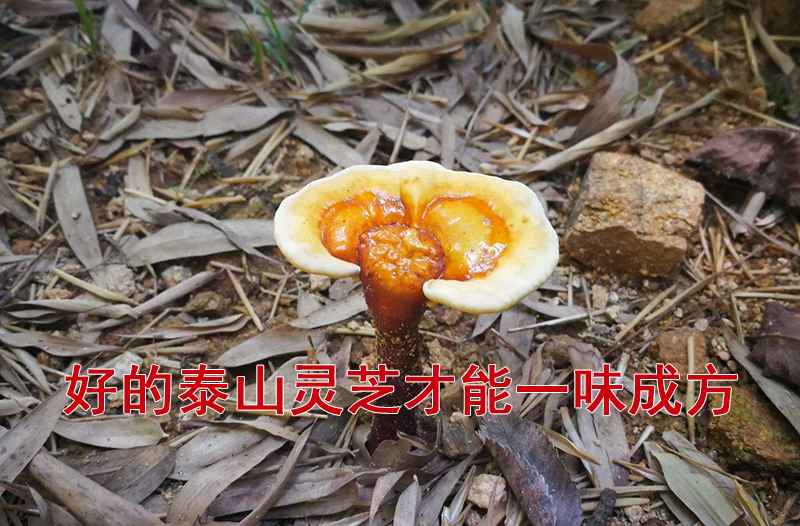 一味成方:灵芝药理作用知多少?不仅能降低血脂、调节血脂,还能......
