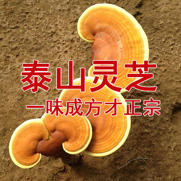 一味成方:李时珍为何在《本草纲目》中将灵芝列为“菜部”?