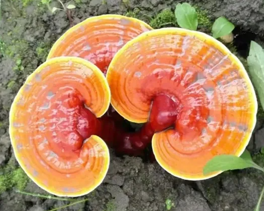 灵芝孢子油对肾脏有保护作用