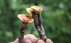 泰山灵芝、和田玉等国字号特产,是我们的骄傲