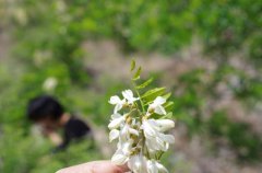 泰山自驾游,带你一起赏灵芝